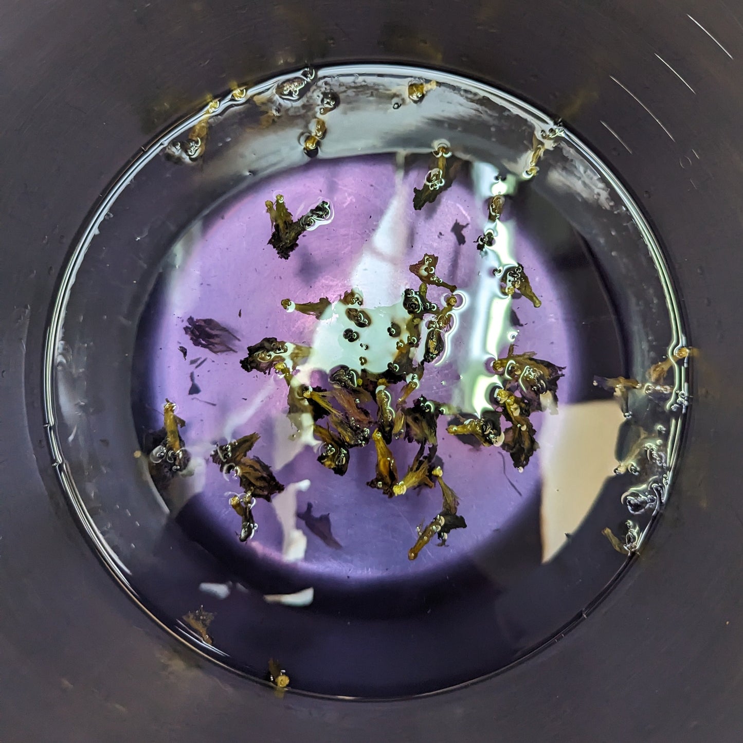 Daiquiri de Lavanda